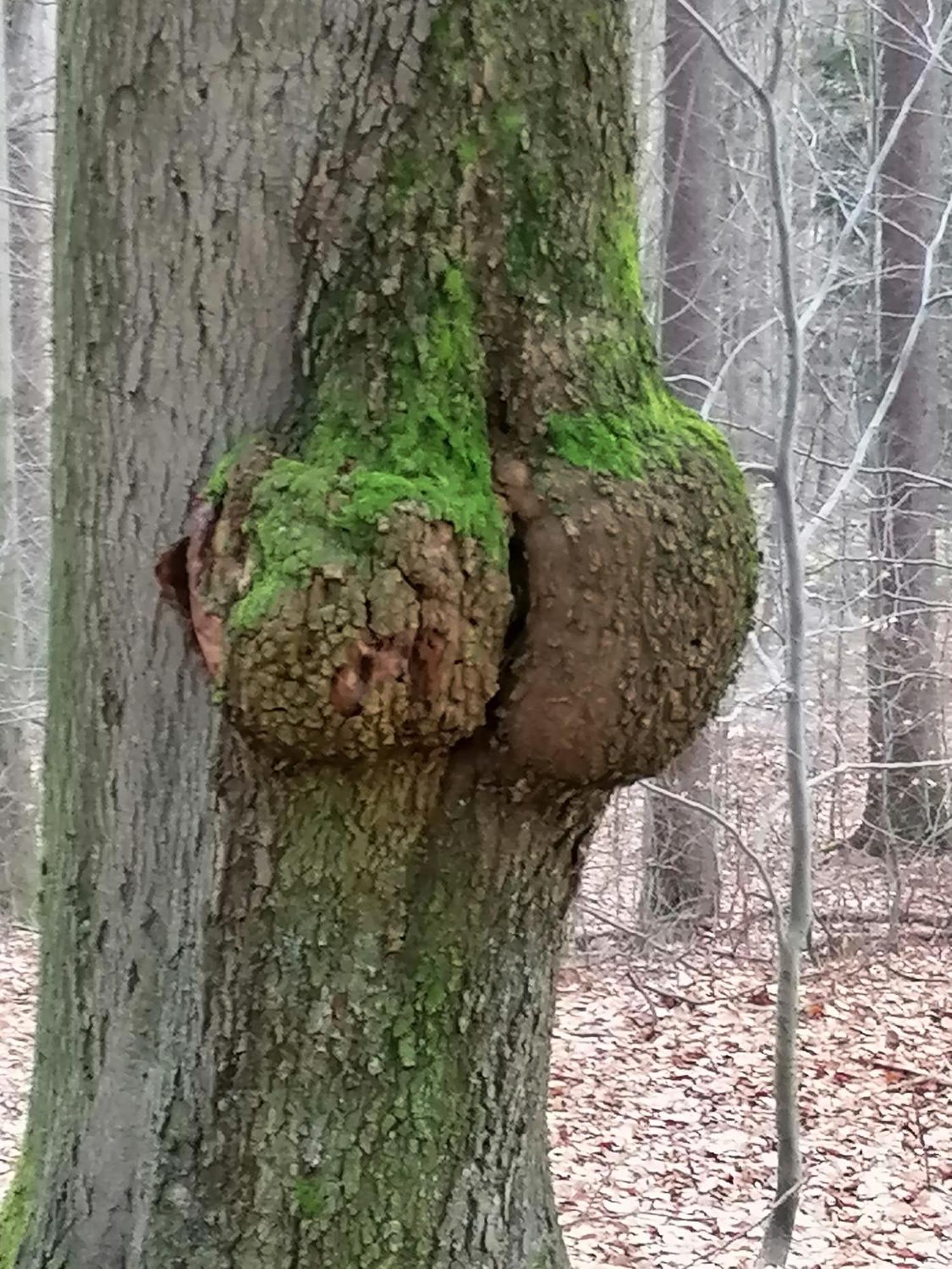 Penzion Jura Chřibská Zewnętrze zdjęcie